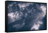 Redwood Tree Tops in Fog, Northern California Coast-Vincent James-Framed Stretched Canvas