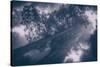 Redwood Tree Tops in Fog, Northern California Coast-Vincent James-Stretched Canvas