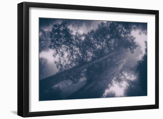 Redwood Tree Tops in Fog, Northern California Coast-Vincent James-Framed Photographic Print