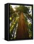 Redwood Tree-Charles O'Rear-Framed Stretched Canvas