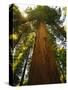 Redwood Tree-Charles O'Rear-Stretched Canvas