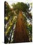 Redwood Tree-Charles O'Rear-Stretched Canvas