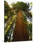 Redwood Tree-Charles O'Rear-Stretched Canvas
