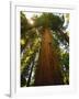 Redwood Tree-Charles O'Rear-Framed Photographic Print