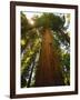 Redwood Tree-Charles O'Rear-Framed Photographic Print