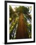 Redwood Tree-Charles O'Rear-Framed Photographic Print