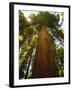 Redwood Tree-Charles O'Rear-Framed Photographic Print