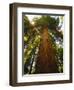 Redwood Tree-Charles O'Rear-Framed Photographic Print