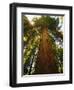 Redwood Tree-Charles O'Rear-Framed Photographic Print