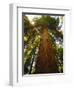 Redwood Tree-Charles O'Rear-Framed Photographic Print