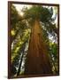 Redwood Tree-Charles O'Rear-Framed Photographic Print