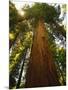 Redwood Tree-Charles O'Rear-Mounted Photographic Print