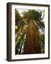 Redwood Tree-Charles O'Rear-Framed Photographic Print