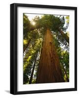 Redwood Tree-Charles O'Rear-Framed Photographic Print