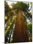 Redwood Tree-Charles O'Rear-Mounted Photographic Print