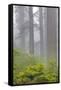 Redwood trees and Pacific Rhododendron in fog, Redwood National Park, California-Adam Jones-Framed Stretched Canvas