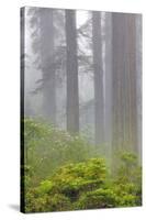 Redwood trees and Pacific Rhododendron in fog, Redwood National Park, California-Adam Jones-Stretched Canvas