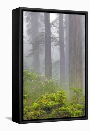 Redwood trees and Pacific Rhododendron in fog, Redwood National Park, California-Adam Jones-Framed Stretched Canvas