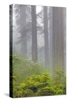 Redwood trees and Pacific Rhododendron in fog, Redwood National Park, California-Adam Jones-Stretched Canvas