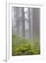 Redwood trees and Pacific Rhododendron in fog, Redwood National Park, California-Adam Jones-Framed Photographic Print