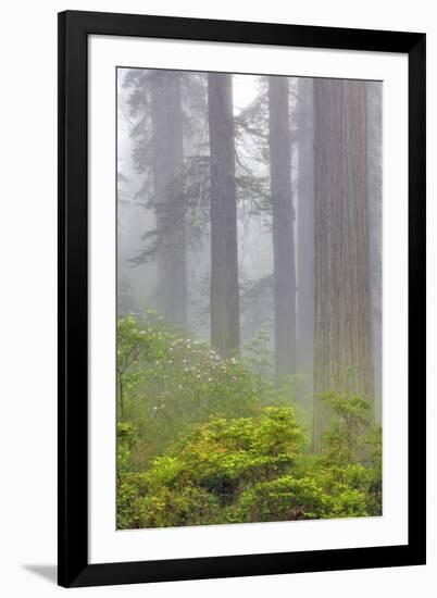 Redwood trees and Pacific Rhododendron in fog, Redwood National Park, California-Adam Jones-Framed Photographic Print