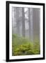 Redwood trees and Pacific Rhododendron in fog, Redwood National Park, California-Adam Jones-Framed Photographic Print