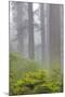 Redwood trees and Pacific Rhododendron in fog, Redwood National Park, California-Adam Jones-Mounted Photographic Print