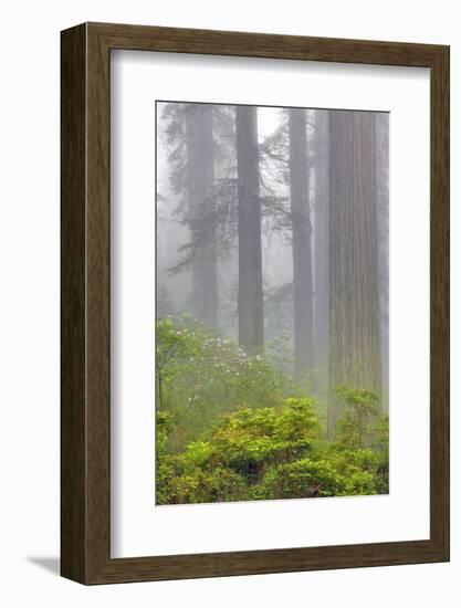 Redwood trees and Pacific Rhododendron in fog, Redwood National Park, California-Adam Jones-Framed Photographic Print