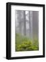 Redwood trees and Pacific Rhododendron in fog, Redwood National Park, California-Adam Jones-Framed Photographic Print