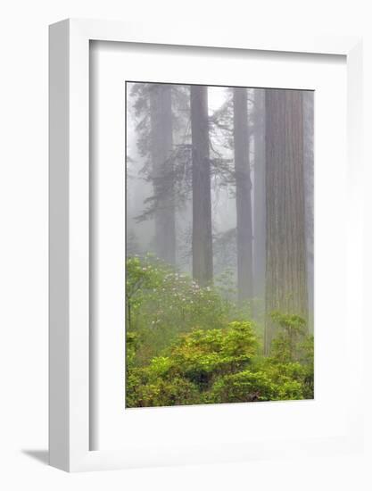 Redwood trees and Pacific Rhododendron in fog, Redwood National Park, California-Adam Jones-Framed Photographic Print