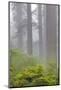 Redwood trees and Pacific Rhododendron in fog, Redwood National Park, California-Adam Jones-Mounted Photographic Print