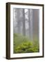 Redwood trees and Pacific Rhododendron in fog, Redwood National Park, California-Adam Jones-Framed Photographic Print