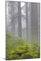 Redwood trees and Pacific Rhododendron in fog, Redwood National Park, California-Adam Jones-Mounted Photographic Print