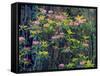 Redwood Trees and Rhodies in Bloom, Redwoods National Park, California, USA-Terry Eggers-Framed Stretched Canvas