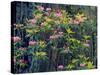 Redwood Trees and Rhodies in Bloom, Redwoods National Park, California, USA-Terry Eggers-Stretched Canvas