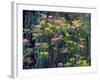 Redwood Trees and Rhodies in Bloom, Redwoods National Park, California, USA-Terry Eggers-Framed Photographic Print