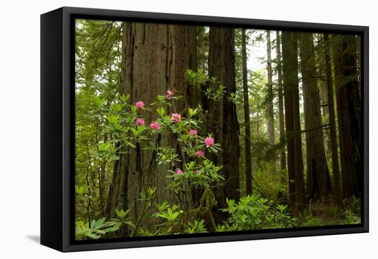 Redwood Trees and Rhododendron Flowers in a Forest, Del Norte Coast Redwoods State Park-null-Framed Stretched Canvas