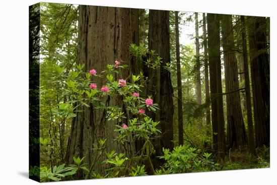 Redwood Trees and Rhododendron Flowers in a Forest, Del Norte Coast Redwoods State Park-null-Stretched Canvas
