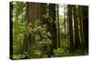 Redwood Trees and Rhododendron Flowers in a Forest, Del Norte Coast Redwoods State Park-null-Stretched Canvas