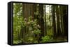 Redwood Trees and Rhododendron Flowers in a Forest, Del Norte Coast Redwoods State Park-null-Framed Stretched Canvas
