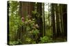 Redwood Trees and Rhododendron Flowers in a Forest, Del Norte Coast Redwoods State Park-null-Stretched Canvas