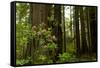 Redwood Trees and Rhododendron Flowers in a Forest, Del Norte Coast Redwoods State Park-null-Framed Stretched Canvas