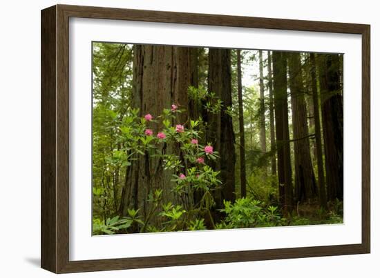 Redwood Trees and Rhododendron Flowers in a Forest, Del Norte Coast Redwoods State Park-null-Framed Photographic Print