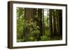 Redwood Trees and Rhododendron Flowers in a Forest, Del Norte Coast Redwoods State Park-null-Framed Photographic Print