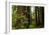 Redwood Trees and Rhododendron Flowers in a Forest, Del Norte Coast Redwoods State Park-null-Framed Photographic Print