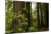 Redwood Trees and Rhododendron Flowers in a Forest, Del Norte Coast Redwoods State Park-null-Mounted Photographic Print
