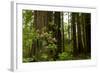 Redwood Trees and Rhododendron Flowers in a Forest, Del Norte Coast Redwoods State Park-null-Framed Photographic Print