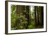 Redwood Trees and Rhododendron Flowers in a Forest, Del Norte Coast Redwoods State Park-null-Framed Photographic Print