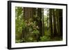 Redwood Trees and Rhododendron Flowers in a Forest, Del Norte Coast Redwoods State Park-null-Framed Photographic Print