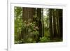 Redwood Trees and Rhododendron Flowers in a Forest, Del Norte Coast Redwoods State Park-null-Framed Photographic Print